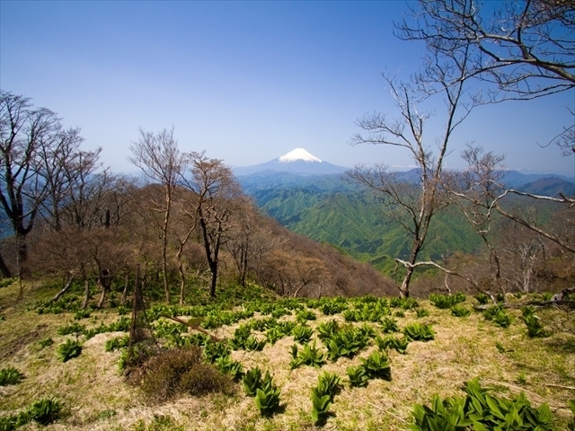 140510 檜洞丸付近より富士山_R.jpg
