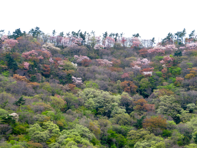 170423 椿ライン～芦ノ湖030.jpg
