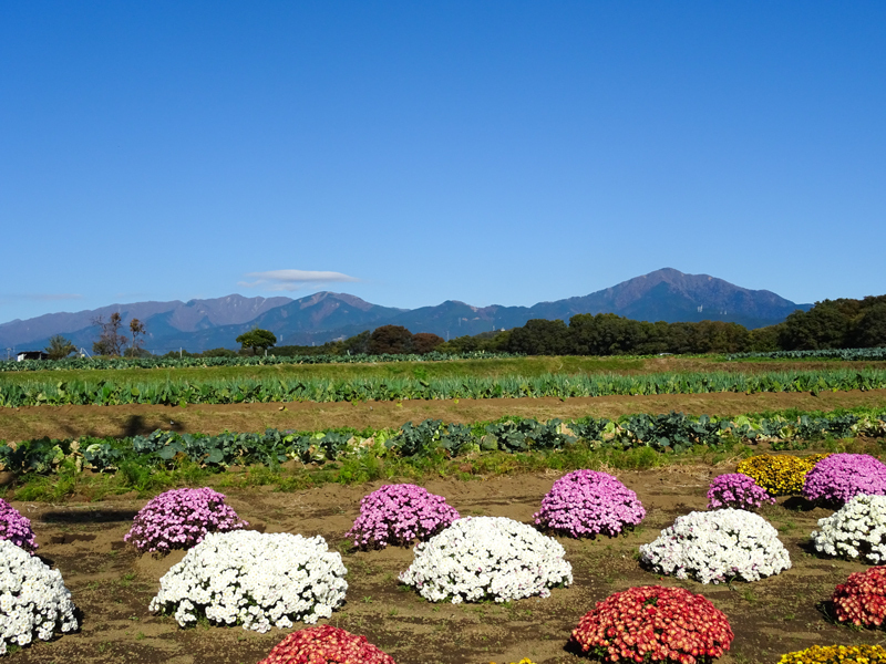 171112 三廻部～秦野峠006.jpg