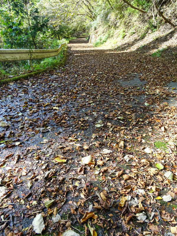 171112 三廻部～秦野峠020.jpg