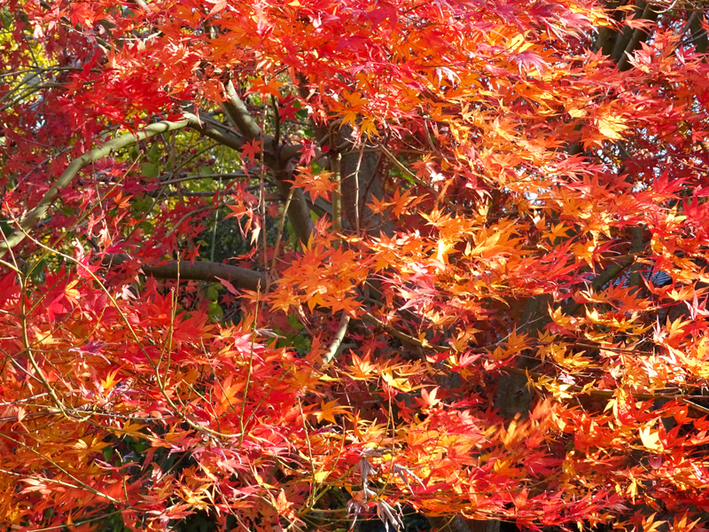 171126 大山寺010.jpg