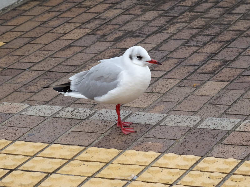 2017-11-19 izu015.jpg