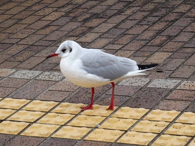 2017-11-19 izu045.jpg