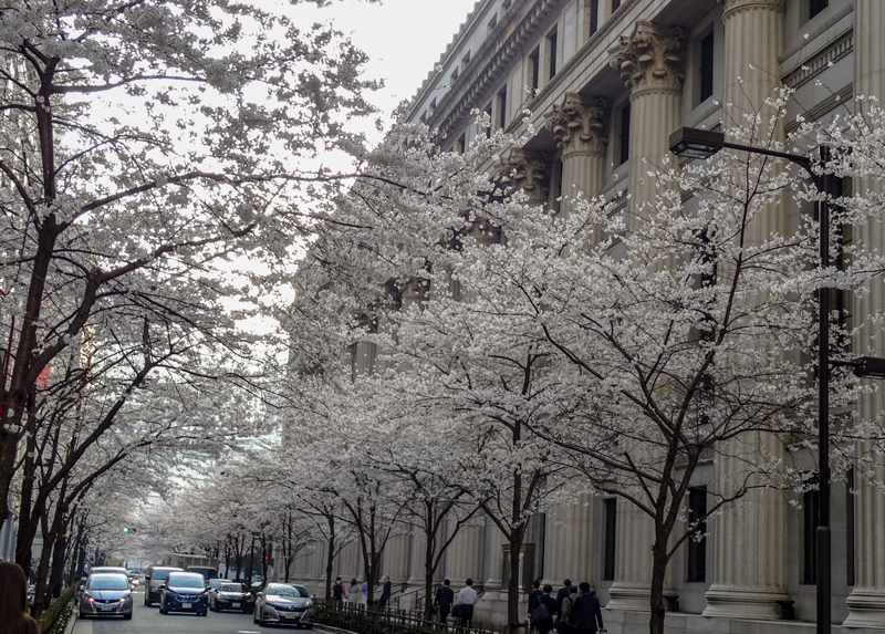 2018-03-日本橋桜.jpg