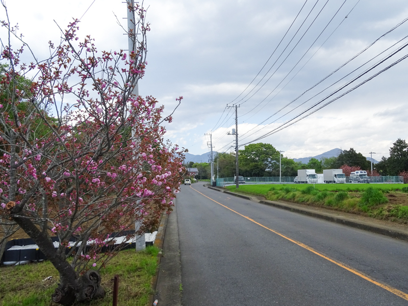 2018-04-08 渋沢丘陵など006.jpg