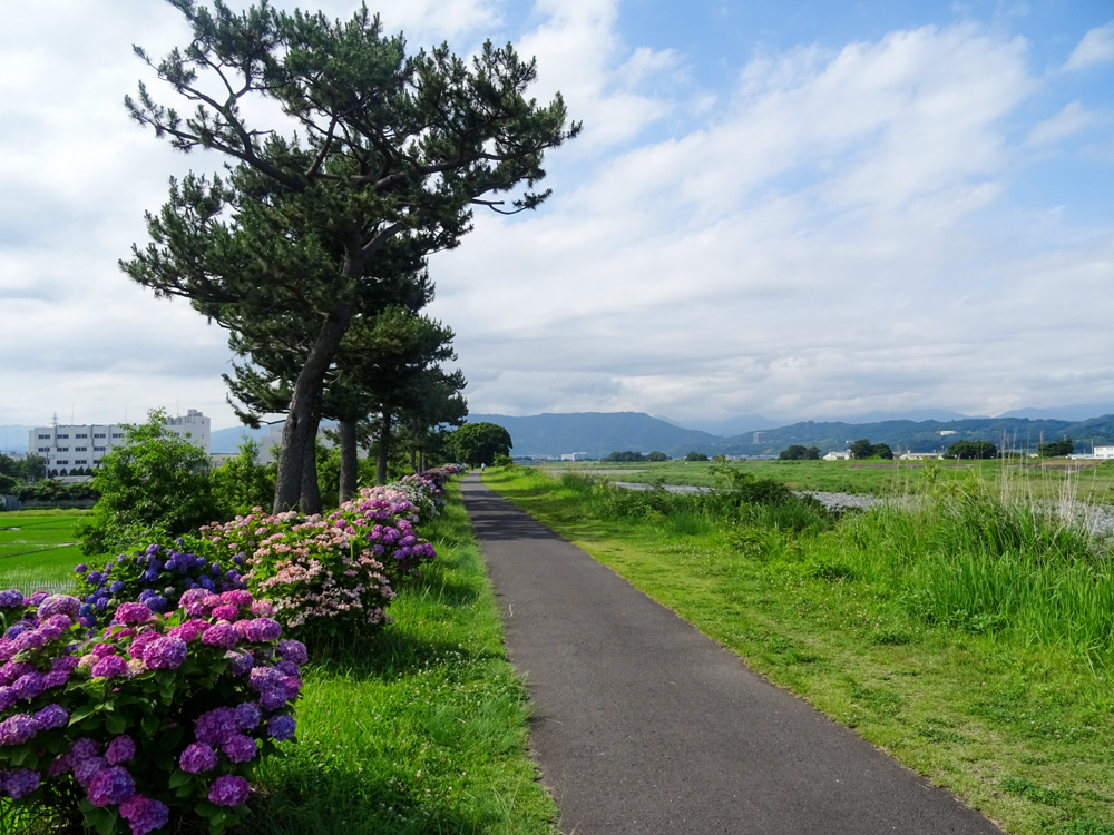 2018-06-17 酒匂川～富士見塚～渋沢丘陵他005.jpg