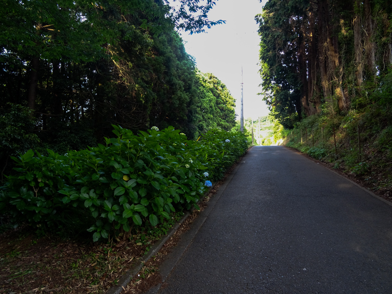 2018-06-17 酒匂川～富士見塚～渋沢丘陵他011.jpg
