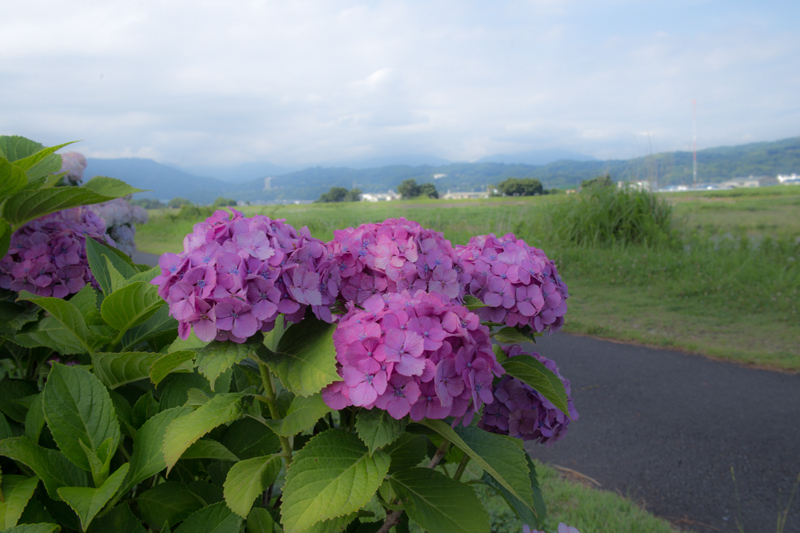 2018-06-17 酒匂川～富士見塚～渋沢丘陵他018.jpg