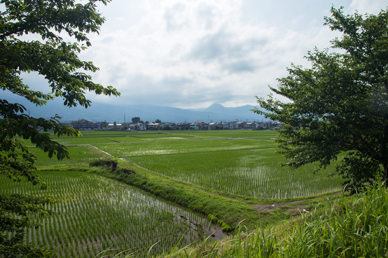2018-06-17 酒匂川～富士見塚～渋沢丘陵他020.jpg