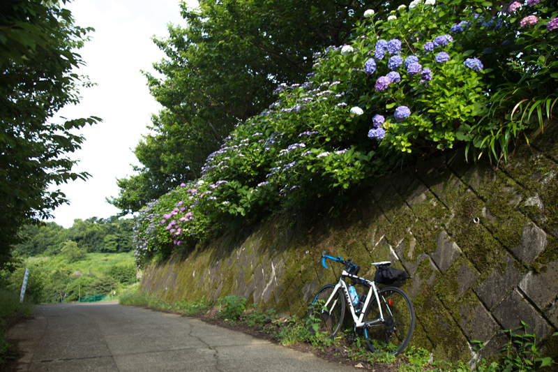 2018-06-17 酒匂川～富士見塚～渋沢丘陵他023.jpg