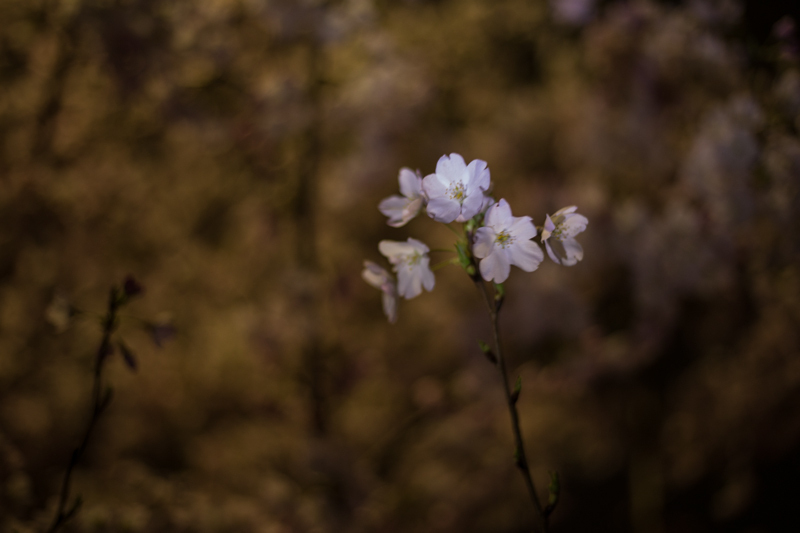 2018-3-22006-1.jpg