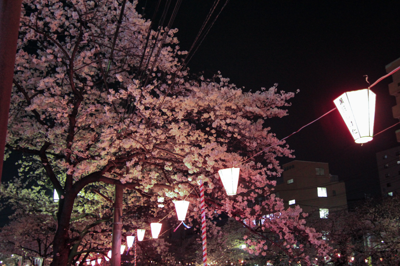 2018-3下_大岡川２-004-1.jpg