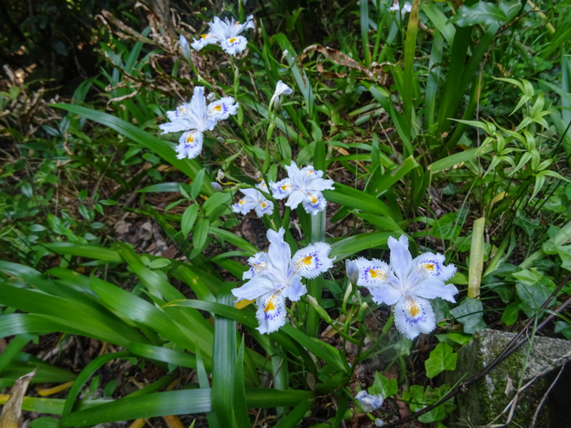 2018.04.22箱根越え008.jpg