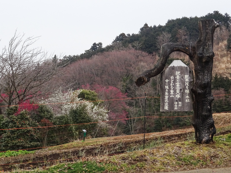 201803上_曽我南足柄富士見塚ライド015.jpg