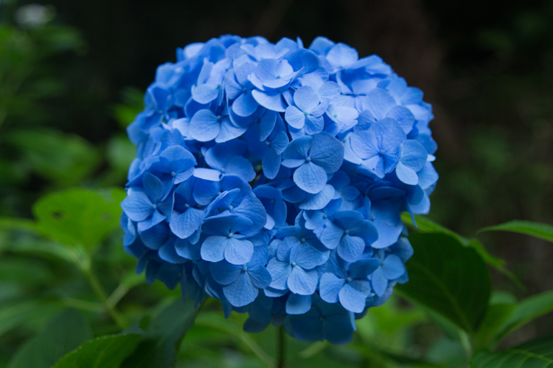 20180609源氏山ポタ003.jpg