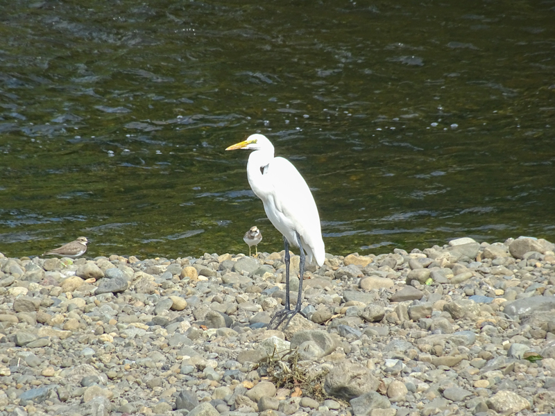 20180917境川CR-003.jpg