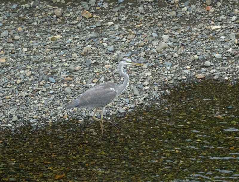 20180917境川CR-015.jpg