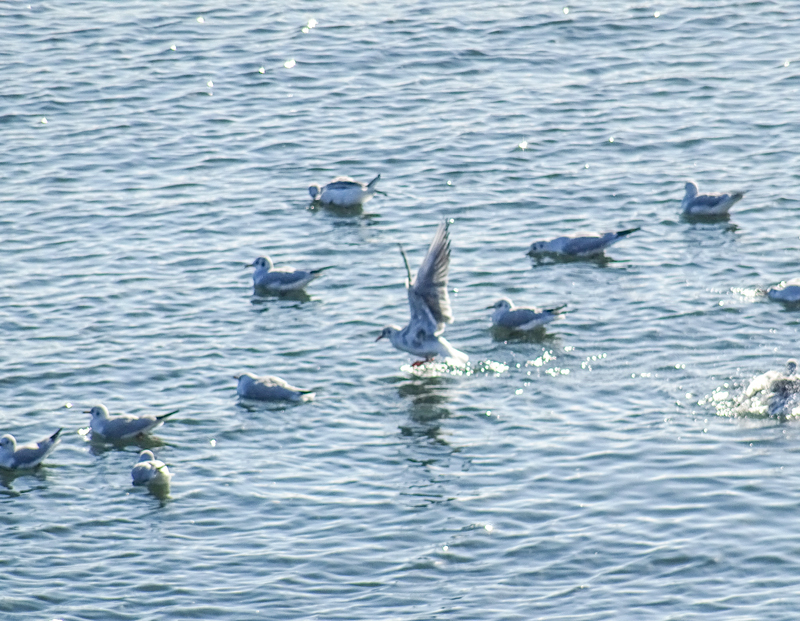 2019-01-05 根府川-001.jpg