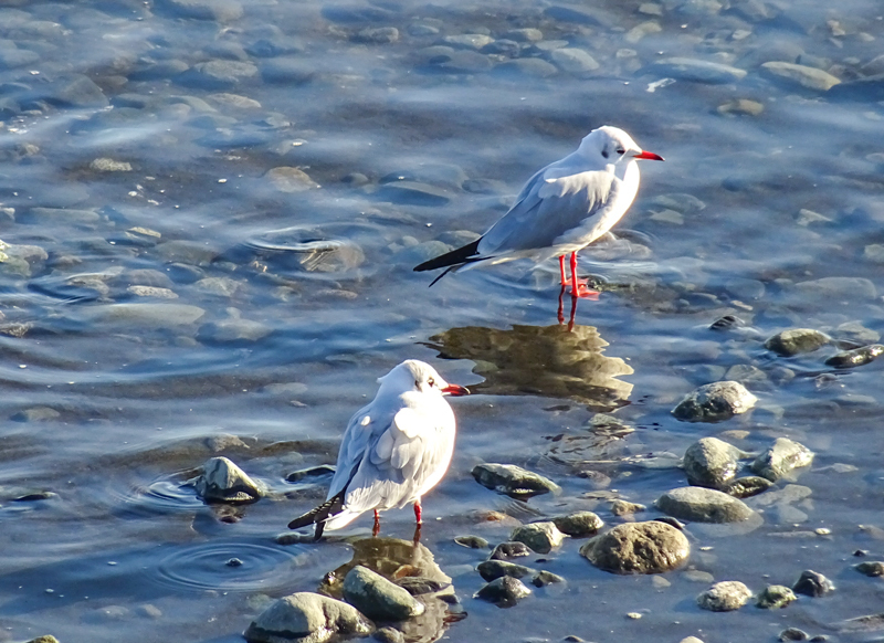 2019-01-05 根府川-005.jpg