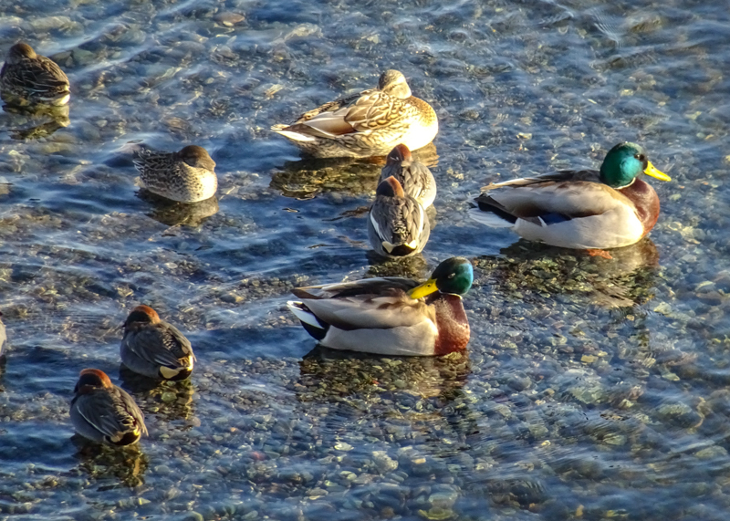 2019-01-05 根府川-007.jpg