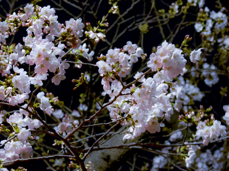 2019-03-kashiogawa-000.jpg
