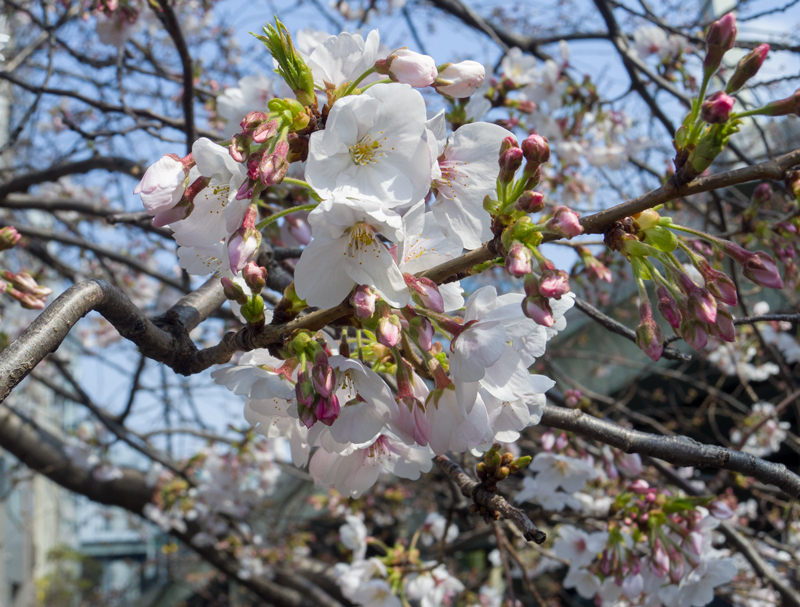 2019-03-nihonbashi-001.jpg