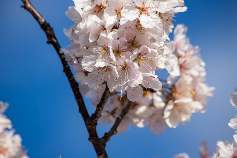 2019-03minamiashigararaide-014.jpg