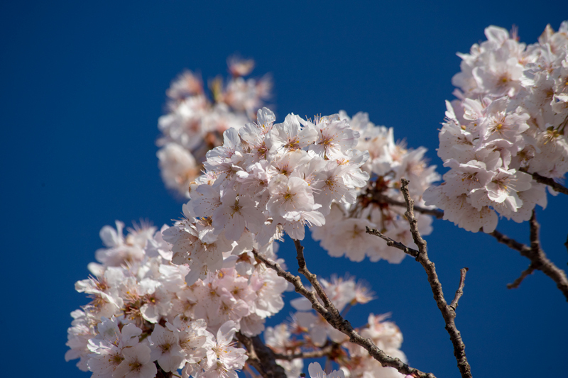 2019-03minamiashigararaide-016.jpg