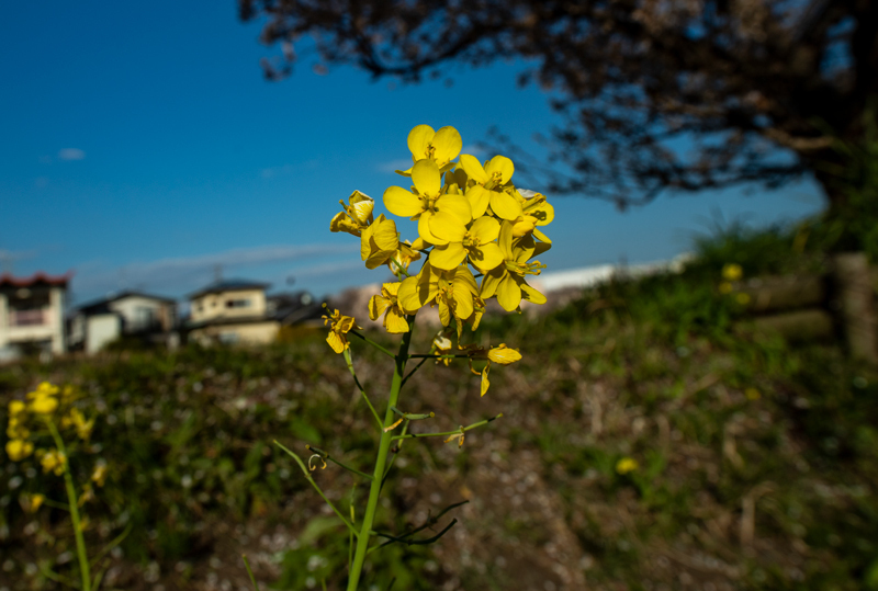 2019-03minamiashigararaide-017.jpg
