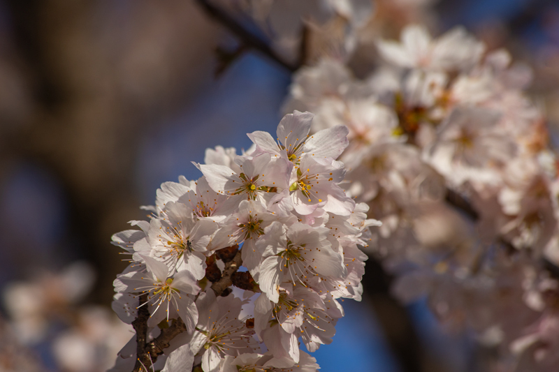 2019-03minamiashigararaide-018.jpg