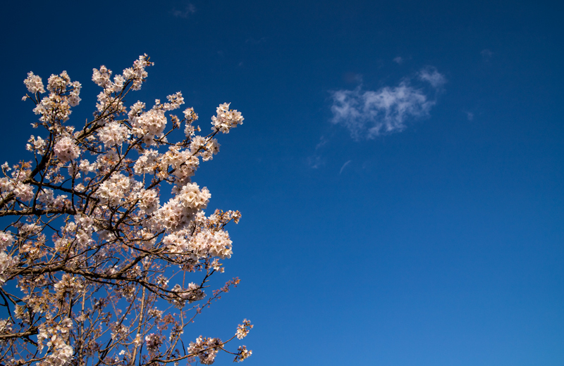 2019-03minamiashigararaide-019.jpg