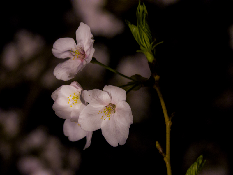 2019-04-oookagawa-002-1.jpg