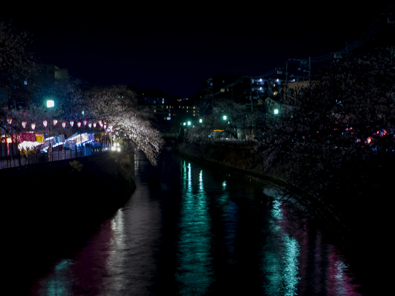 2019-04-oookagawa-sakura-000.jpg