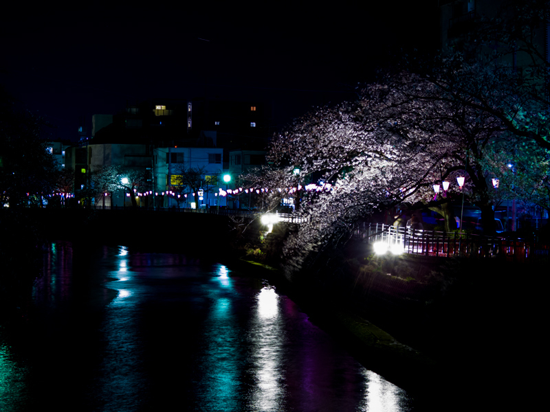2019-04-oookagawa-sakura-002.jpg