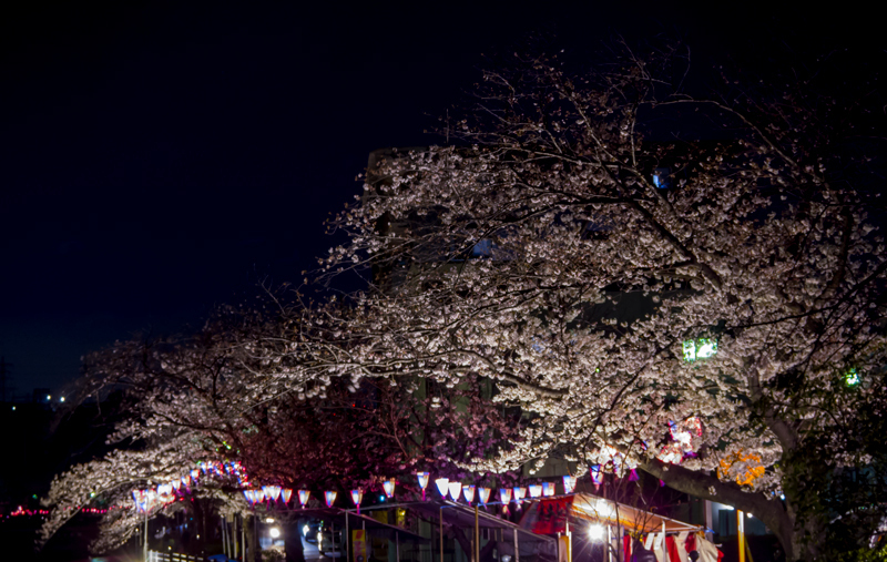 2019-04-oookagawa-sakura-011.jpg
