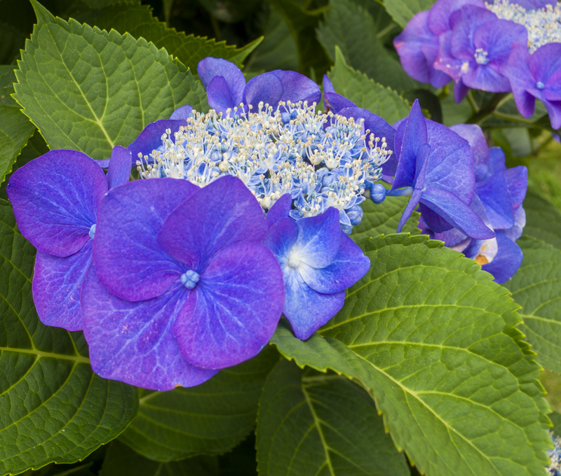 2019-07駿河-004.jpg