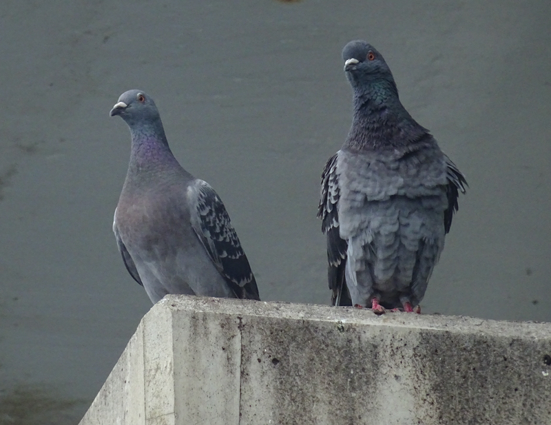 2019-7-odawara-003.jpg