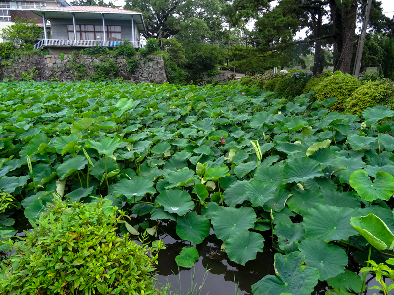 2019-7-odawara-006.jpg