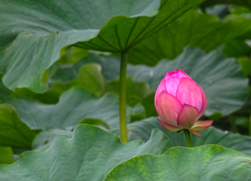 2019-7-odawara-007.jpg