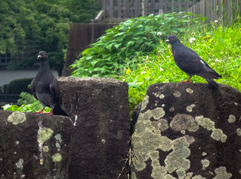 2019-7-odawara-010.jpg