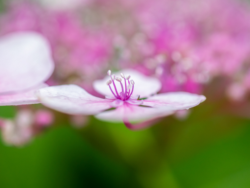 2019-azumayama-008.jpg