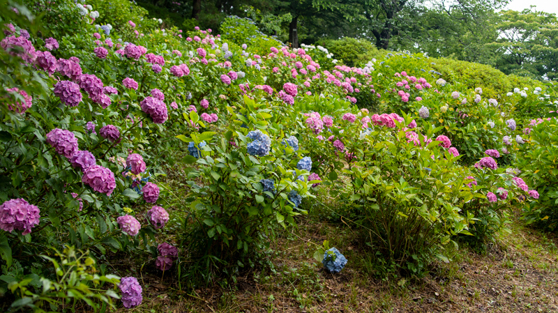 2019-azumayama-012.jpg