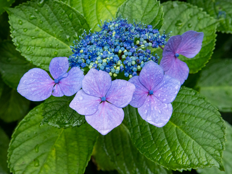 2019-azumayama-020.jpg