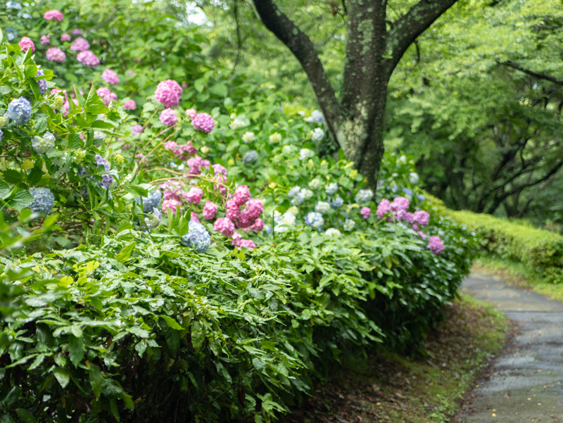 2019-azumayama-021.jpg