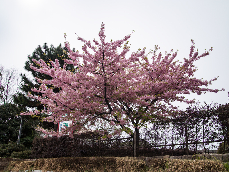 20190310ポタ008.jpg
