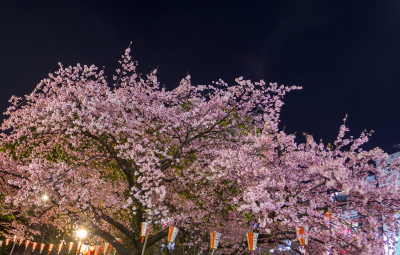20190320-qs1-006.jpg