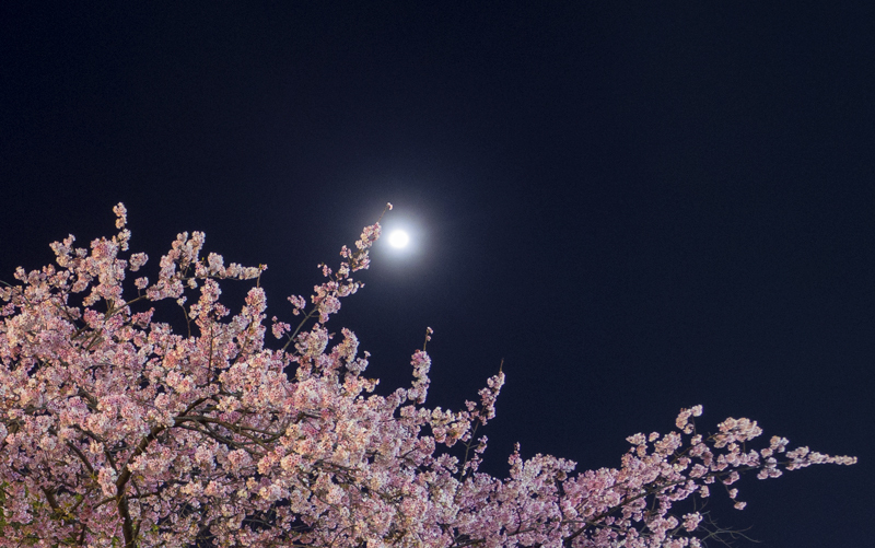 20190320-qs1-007.jpg