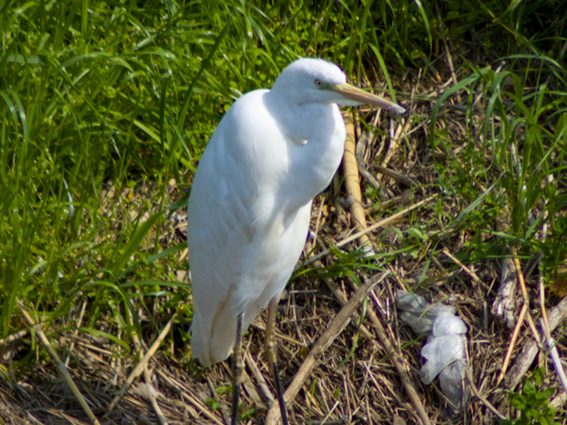 201904-mekujirigawa-006.jpg