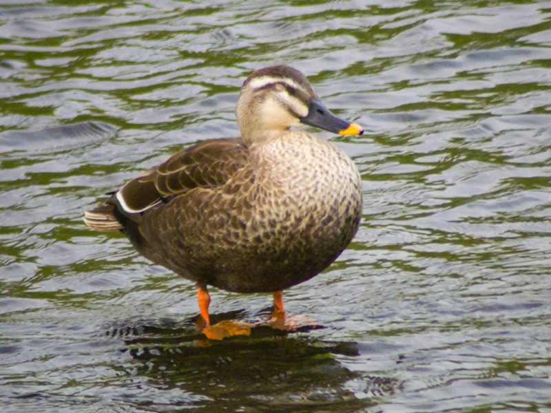 201904-mekujirigawa-011.jpg