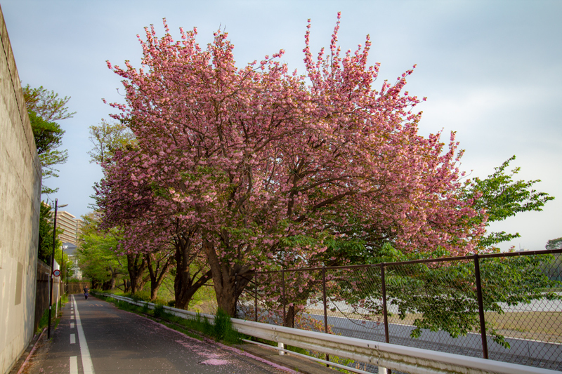 201904-mekujirigawa-026.jpg